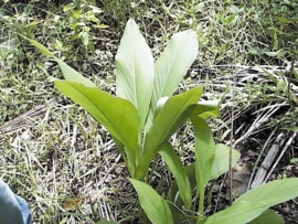 Geelwortel - curcuma longa