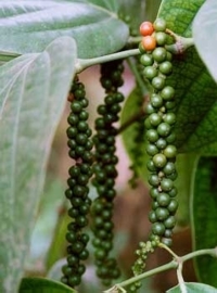 Peper, Zwarte BIO - piper nigrum