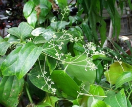 Kaneelblad Ceylon - cinnamomum zeylanicum