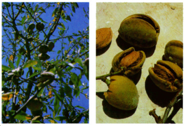 Amandel bitter - Prunus amygdalus var. amara