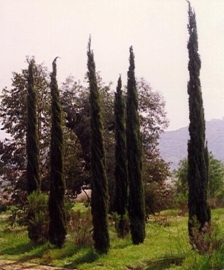 Cipres / Cypres BIO - cupressus sempervirens var. stricta