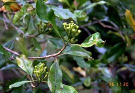 Kruidnagel Blad - caryophyllus aromaticus