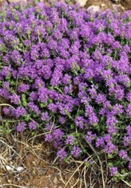 Oregano, Spaanse - corydothymus capitatus