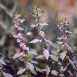 Akkermunt BIO - mentha arvensis