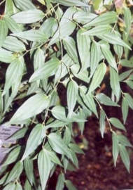 Staartpeper - piper cubeba