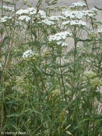 Duizendblad - achillea millefolium