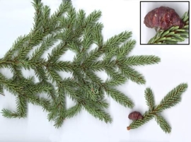 Spar, Zwarte BIO - picea mariana