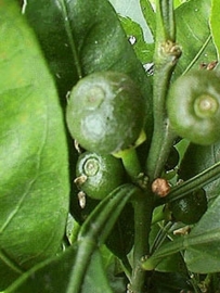 Groene Mandarijnschil BIO - citrus reticulata var mandarina