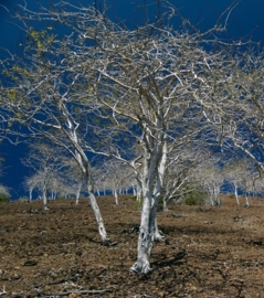 Palo Santo - bursurea graveolens