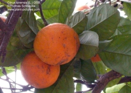 Zoete Sinaasappel   BIO - citrus cinesis