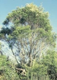 Tea Tree BIO - melaleuca alternifolia