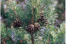 Grove Den BIO - pinus sylvestrus