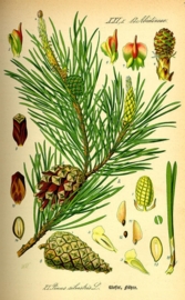 Den, Grove BIO - pinus sylvestrus