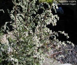 Bijvoet - artemisia herba alba/ annua
