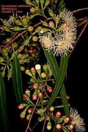 Citroeneucalyptus BIO - eucalyptus citriodora