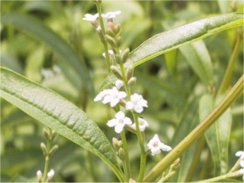 Verbena (syndest) BIO - verbena lippia citriodora