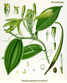 Vanille (10 Fold) - vanilla planifolia