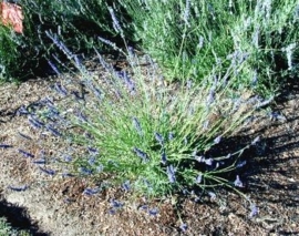 Lavandin abrialis BIO - lavandula x hybrida var. abrialis