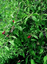 Sandel, Westindisch - amyris balsamifera