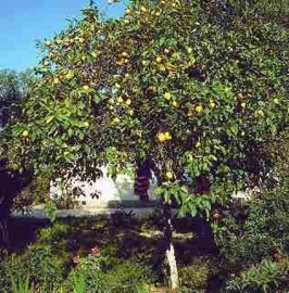 Citroenschil BIO - citrus limon