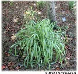 Citronella Java BIO - cymbopogon winterianus