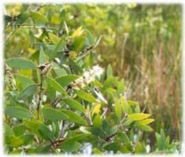 Cajeput BIO - melaleuca minor