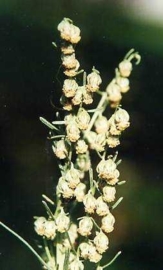 Citroenkruid - artemisia abrotanum