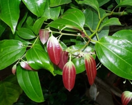 Kaneelbast Ceylon BIO - cinnamomum zeylanicum