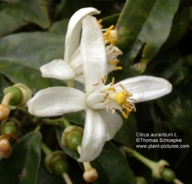 Neroli - citrus aurantium ssp amara