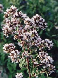 Oregano BIO - origanum compactum