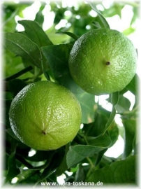 Bergamotschil BIO - citrus aurantium ssp bergamia