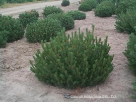 Den, Berg- BIO - pinus mugho ssp pumiliones