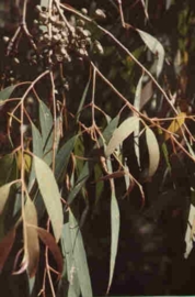 Eucalyptus australiana var. radiata BIO