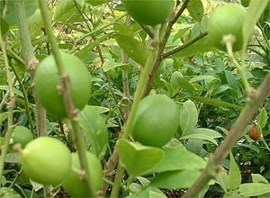 Limoenblad - citrus aurantifolia