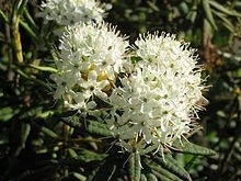 Moeraspalm - ledum-/ rhododendron groenlandicum