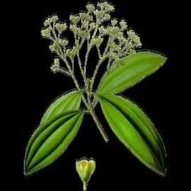 Saro BIO - cinnamosma fragrans