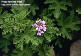 Geranium bourbon BIO - pelargonium x asperum var. bourbon