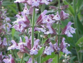 Echte Salie BIO - salvia officinalis