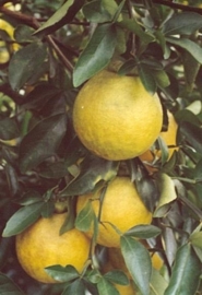 Pompelmoes BIO - citrus paradisi