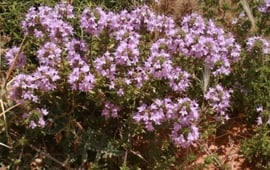 Marokkaanse Tijm BIO - thymus satureoides