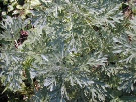 Alsem - artemisia absinthium