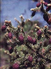 Picea mariana BIO