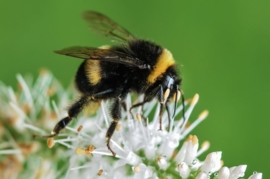 Propolis Crème