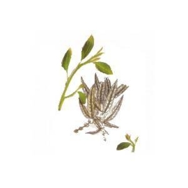 May Chang BIO - litsea citrata/ cubeba