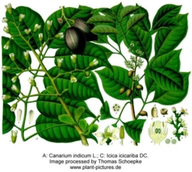 Manilla elemi - canarium luzonicum