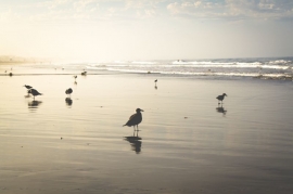 Noordzee 11 ml