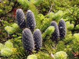 Balsemspar BIO - abies balsamea