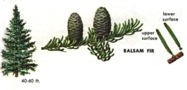 Spar Balsem- BIO - abies balsamea