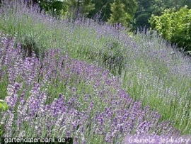 Lavendel off. BIO - lavende angustifolia