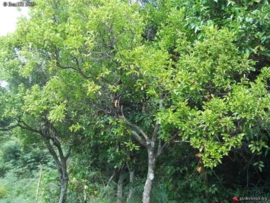 Sandelhout, Nieuw Caledonisch - santalum austrocaledonicum